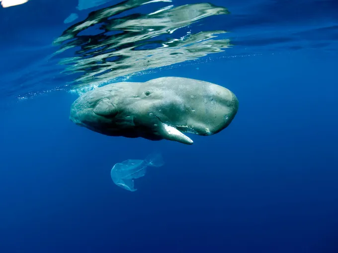Sperm whale swimming in blue water with a plastic bag floating below it.