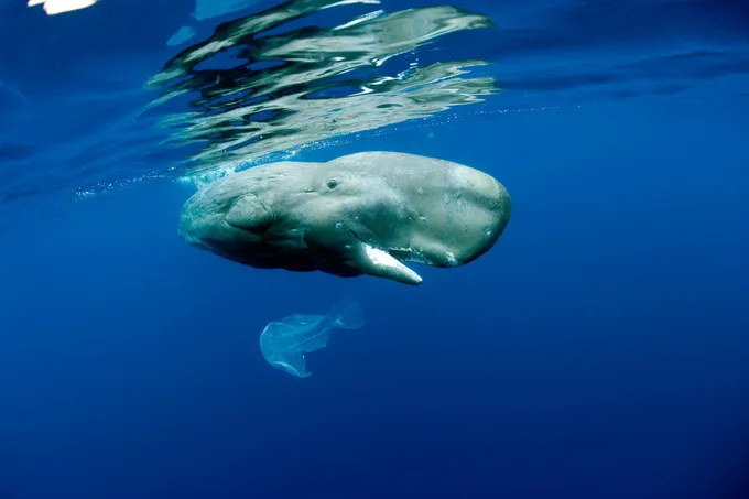 Sperm whale swimming in blue water with a plastic bag floating below it.