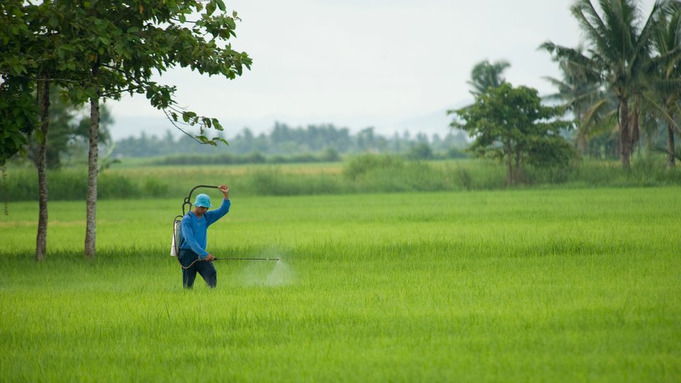 Man standing in green field spraying fertilizer