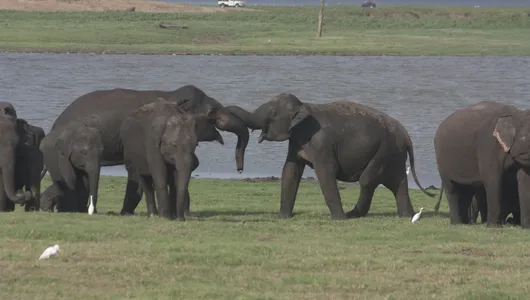 A herd of Sri Lankan elephants socialize next to a watering hole.