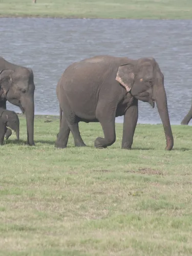 Sri Lankan Elephant | WWF