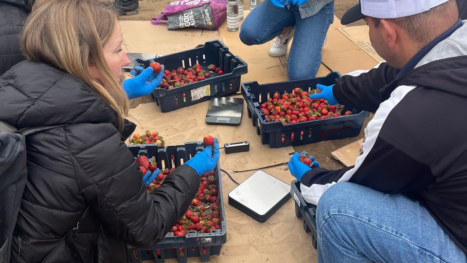 A group of people gather examine strawberries on a farm
