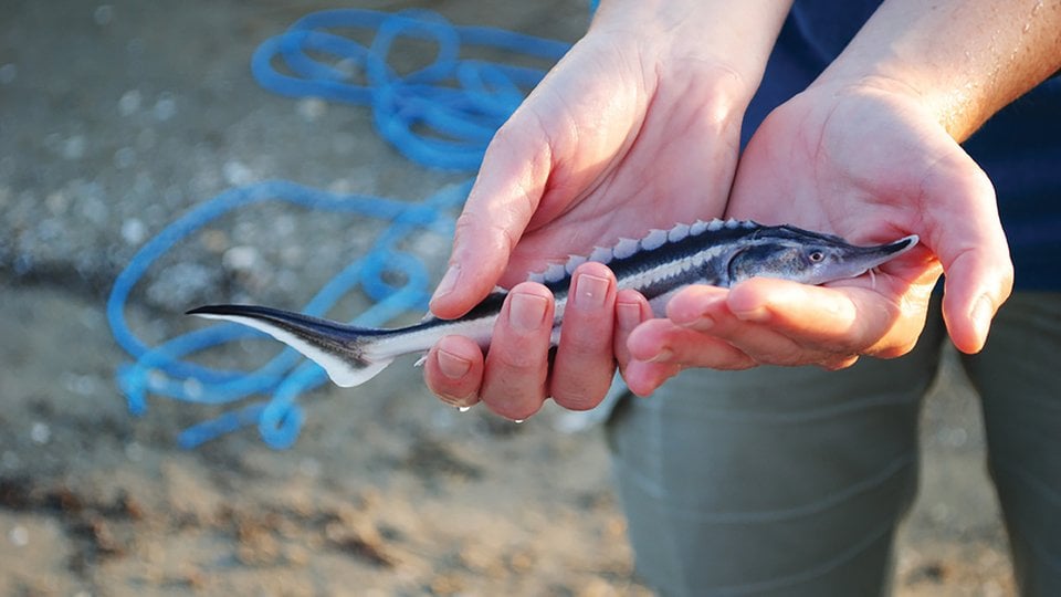 A person holds a small sturgeon in their hands.