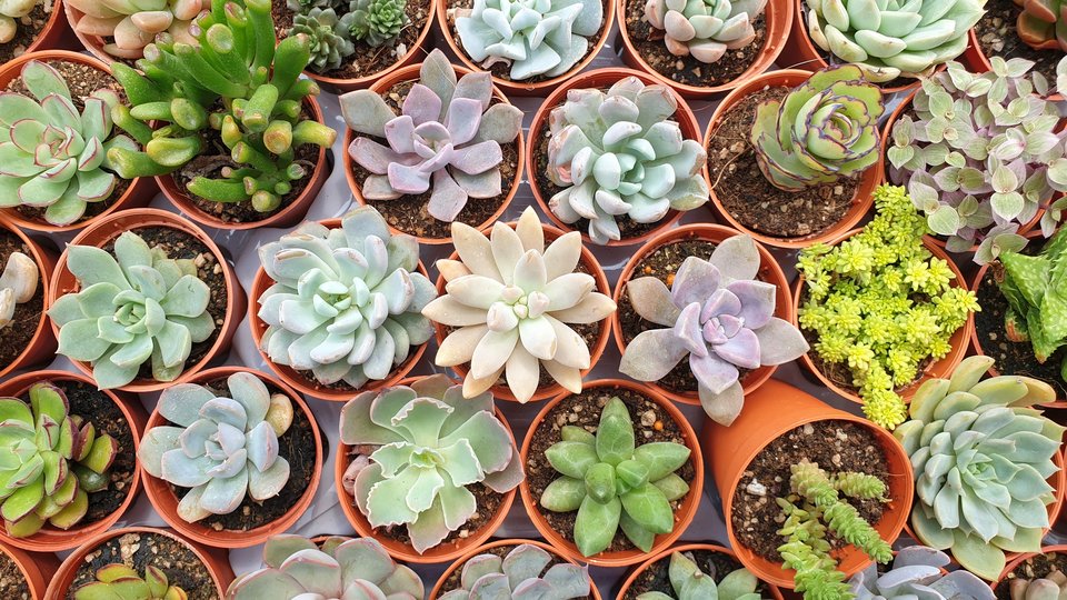 A group of uniform succulents in various shades of green for sale at a store