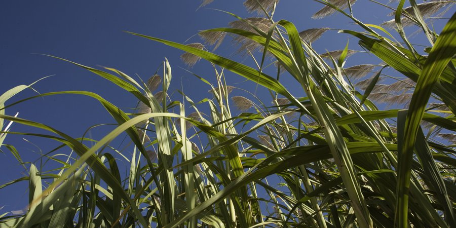 An skyward view through the stalks of green sugar cane