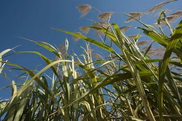 Sugarcane growing against a blue sky