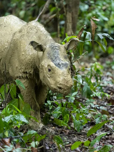 The last Sumatran rhinoceros individual of Malaysia Iman, photographed at her sanctuary in Malaysia