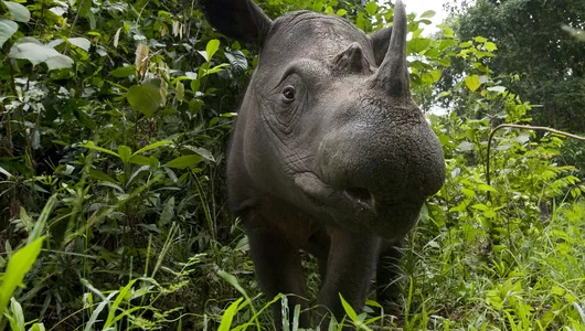 A rhino approaching the camera surrounded by green foliage