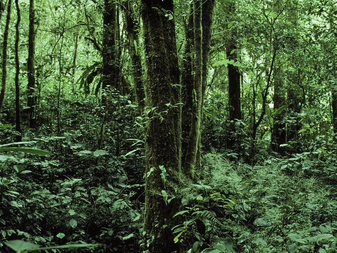 A dark and lush green forest.