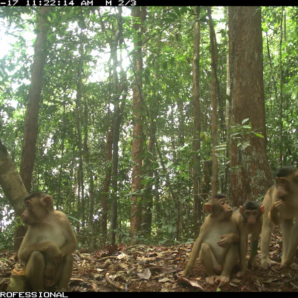 A group of Sumatran pig-tailed macaques sitting on the forest floor