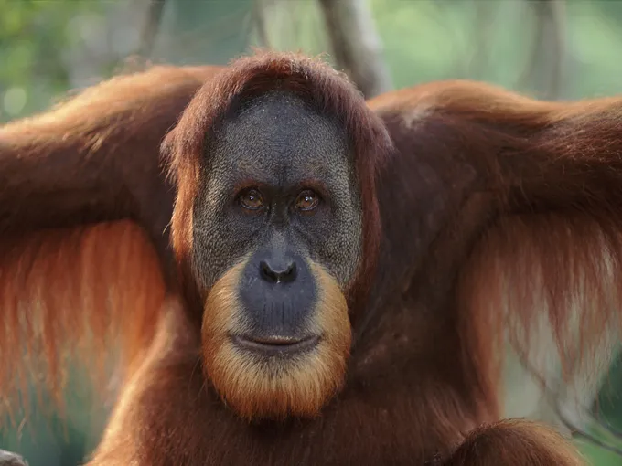 A close up of an orangutan's face with its arms outstretched