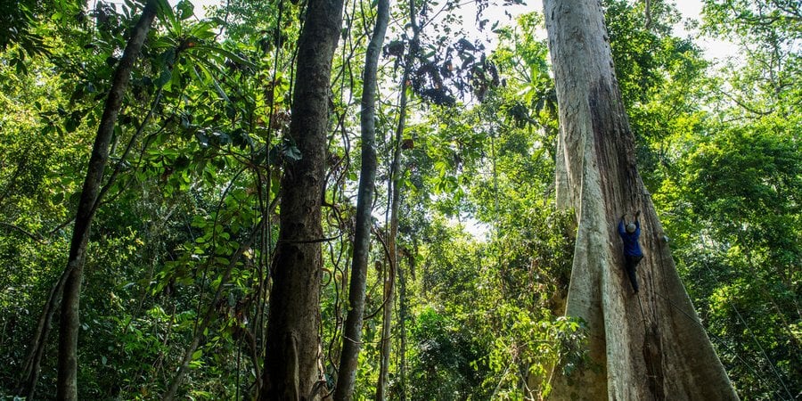 A honey farmer climbs a huge tree in the middle of a lush forest