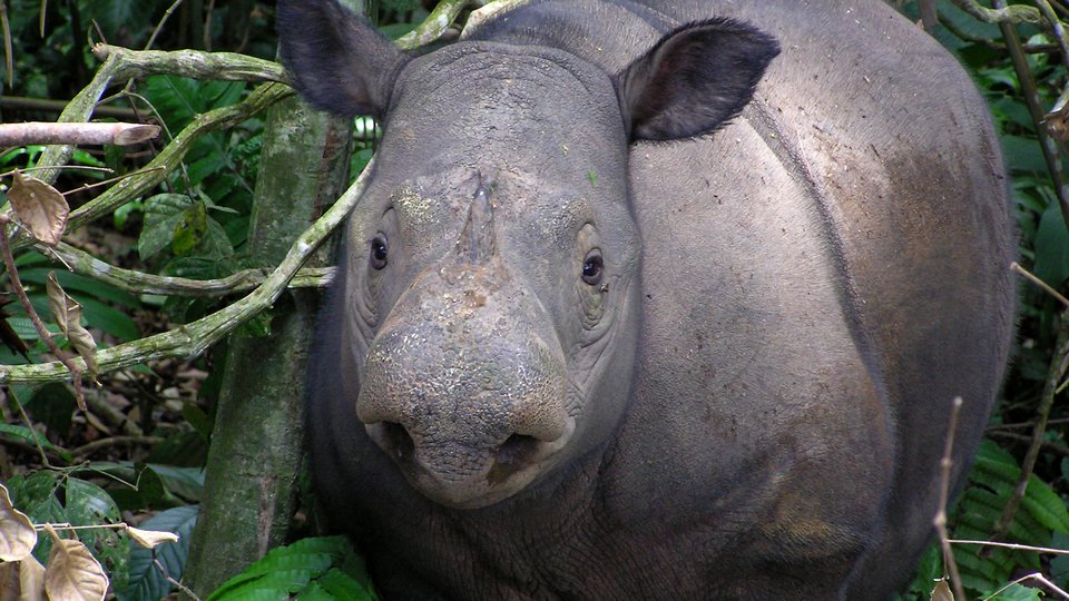 Portrait of a Sumatran rhino in the forest