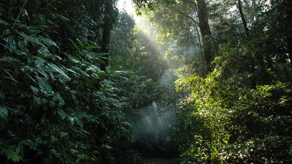 sun shines through forest cover in Sumatran rainforest