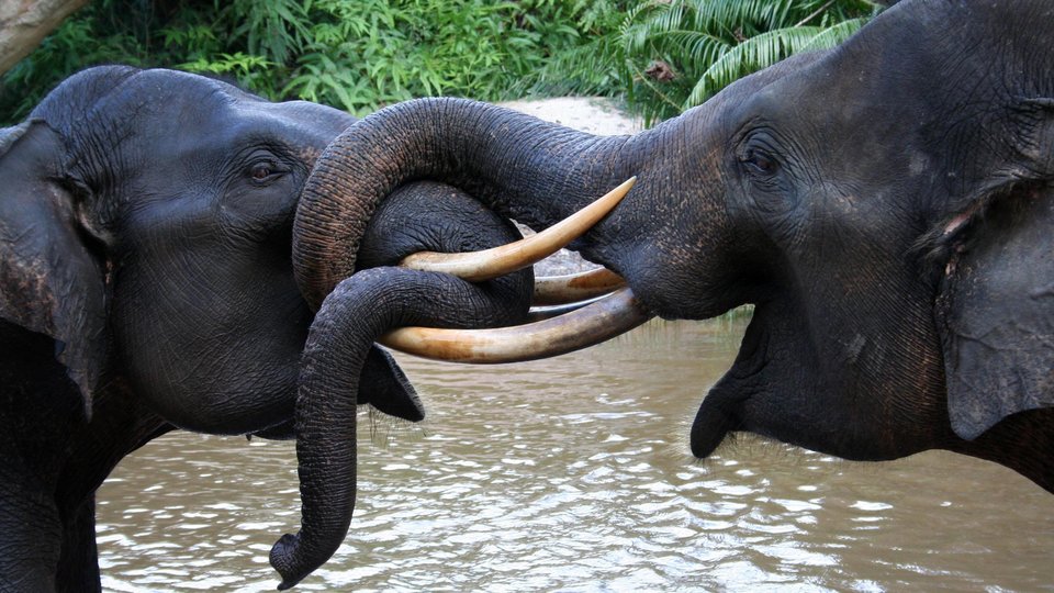 Two elephants touch their trunks together while standing in a river