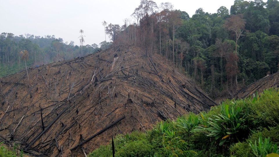 A hilltop with many trees removed, leaving a bare spot in the forest