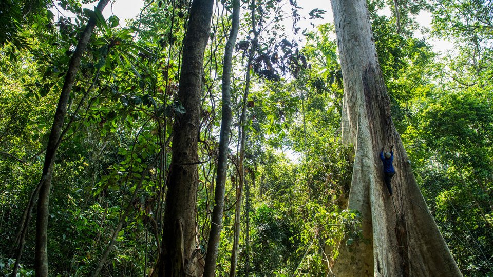 A honey farmer climbs a huge tree in the middle of a lush forest