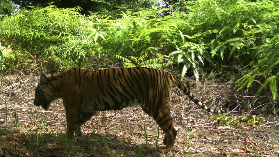 Wildlife of Thirty Hills: Tigers, Tapirs, and More | World ...