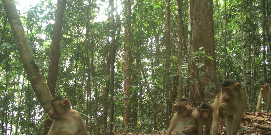 A group of Sumatran pig-tailed macaques sitting on the forest floor