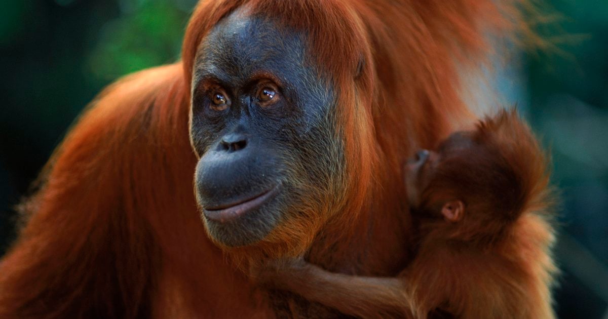 Sumatran Orangutan | World Wildlife Fund