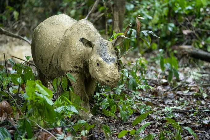 The last Sumatran rhinoceros individual of Malaysia Iman, photographed at her sanctuary in Malaysia