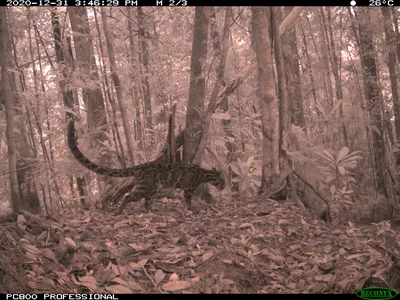 A leopard running through the forest