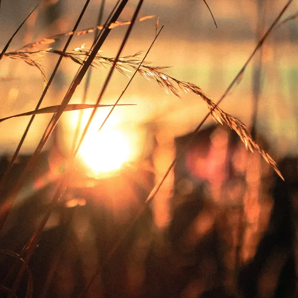 sunrise through stalks of wheat