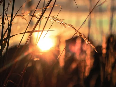 sunrise through stalks of wheat