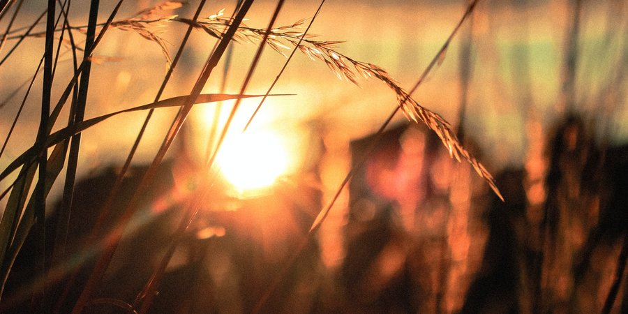 sunrise through stalks of wheat