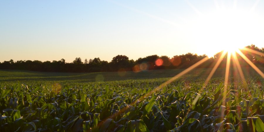 The sun's rays shine over young corn plans in a green field.