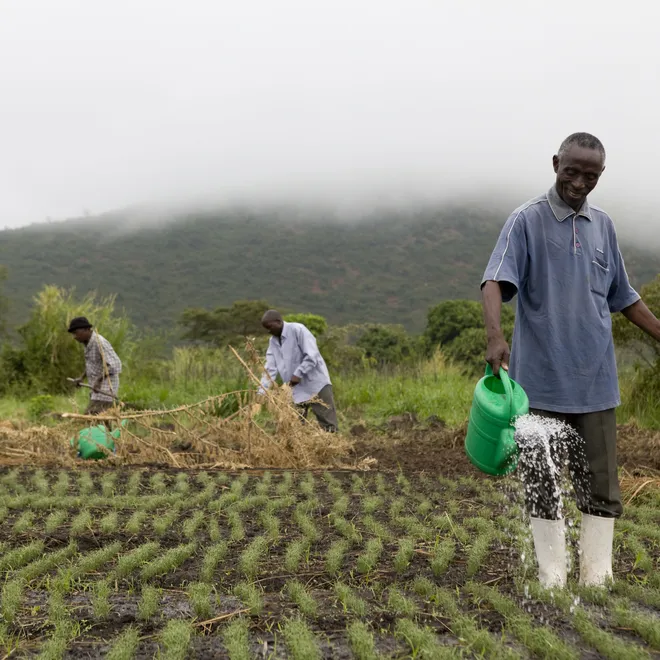 A man watering a line of low, green crops in a misty field