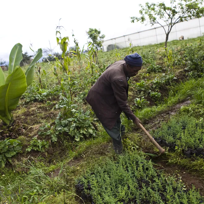 Person digging in an area with a lot of plants
