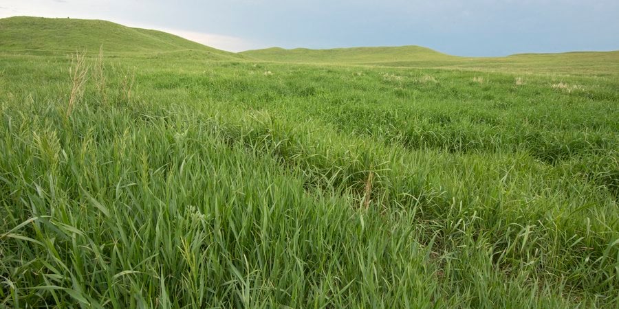 Healthy grasslands, Lowry, South Dakota