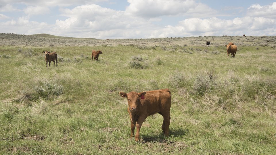 Cattle on the Brady Ranch, Winnett, Montana