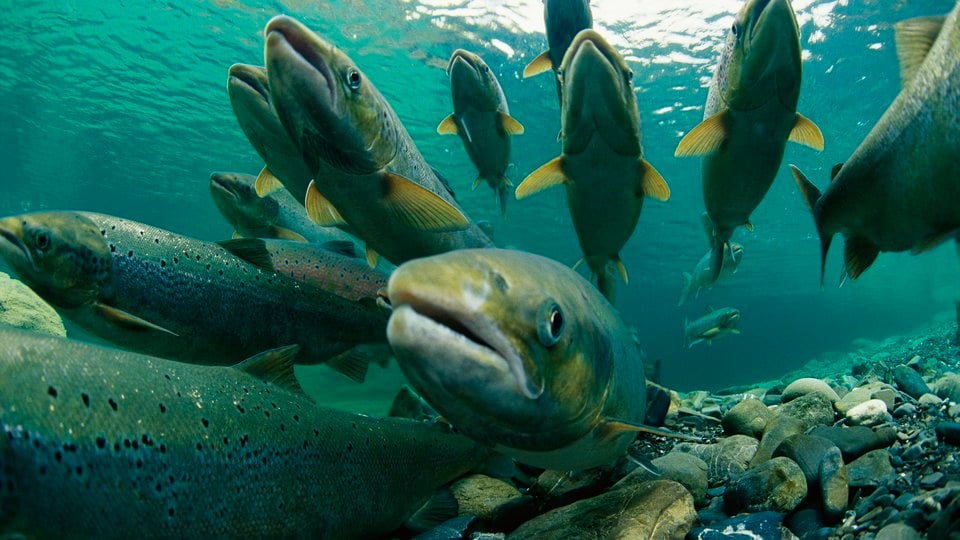 Underwater view of school of fish swimming toward the camera lens