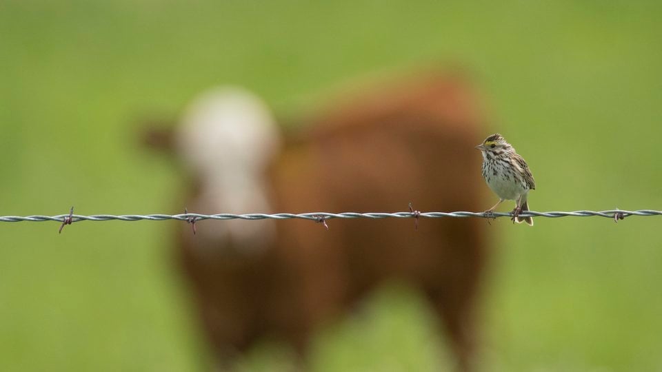 Savannah Sparrow and Cow, South Dakota