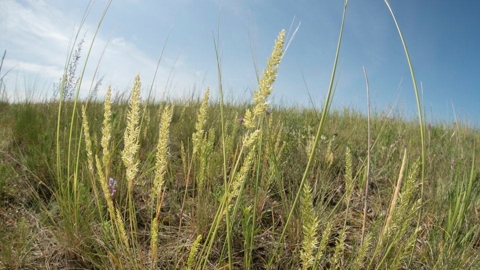 Prairie Junegrass (Koeleria macrantha), Lowry, South Dakota