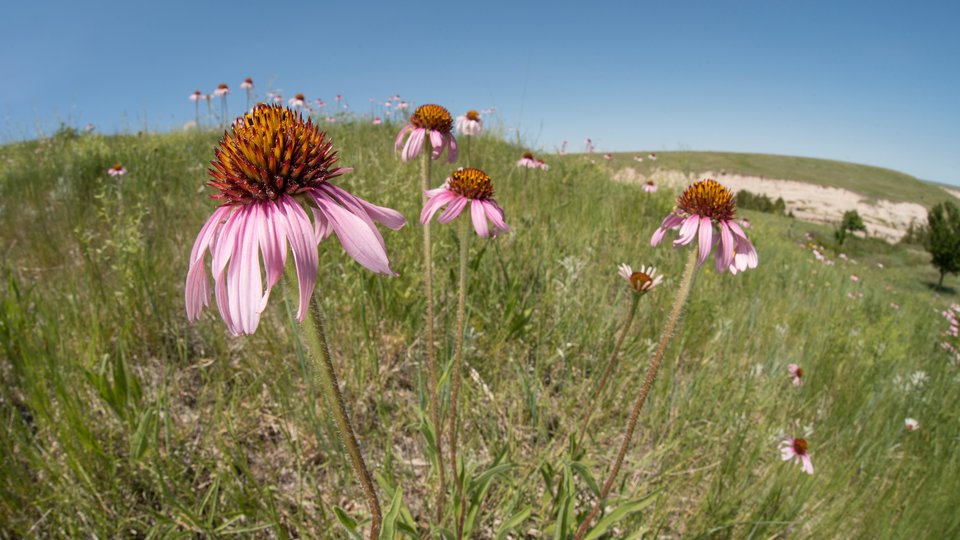 Purple coneflowers on working rangeland, 33 Ranch, South Dakota, USA