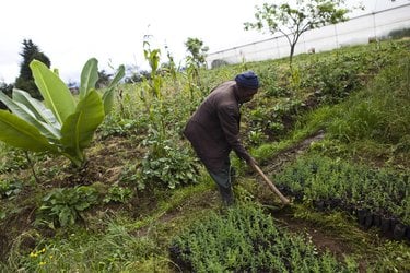 Person digging in an area with a lot of plants