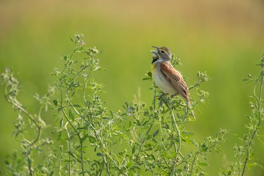 Dickcissel (Spiza americana), South Dakota