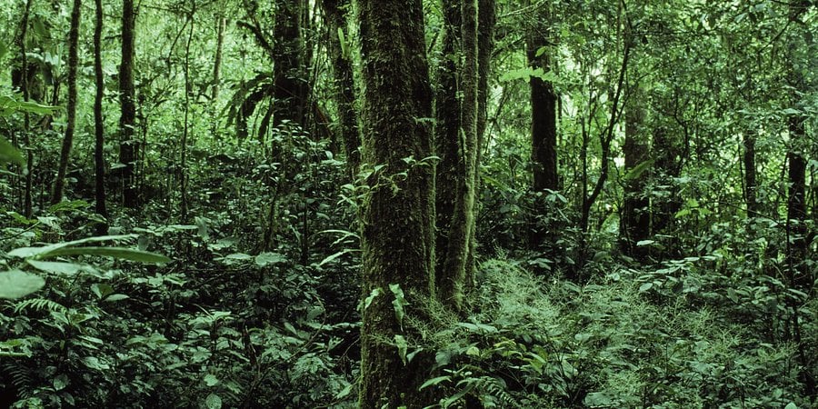 A dense and green rainforest in Sumatra.