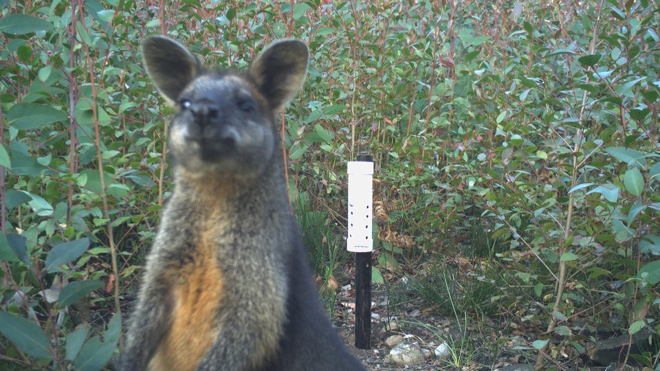 A swamp wallaby looks at the camera