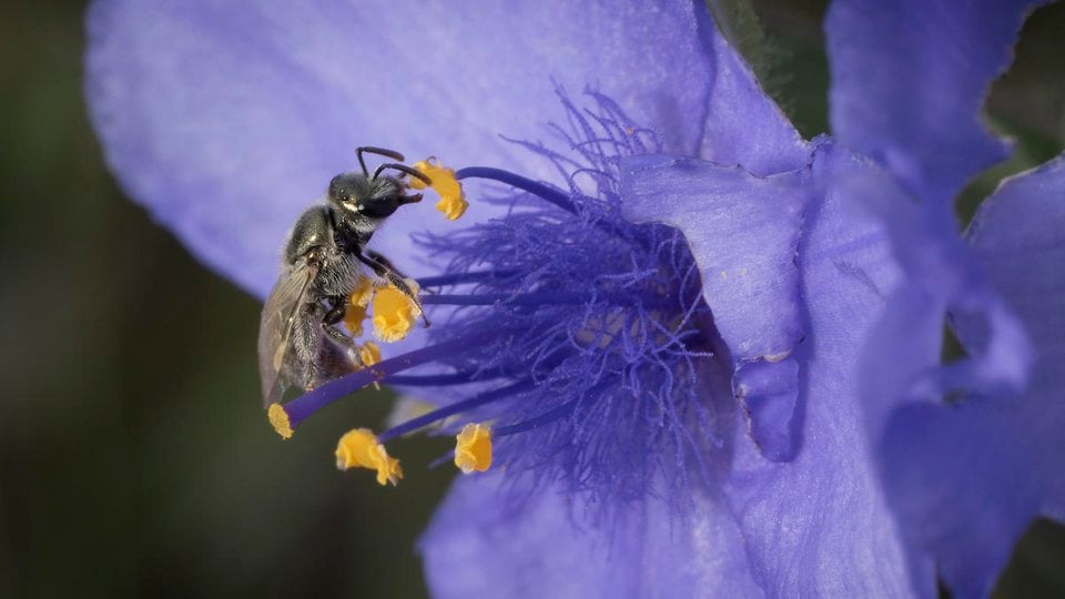 Close up of a Sweat Bee (Lasioglossum sp) visiting Prairie Spiderwort (Tradescantia occidentalis), a bright purple flower