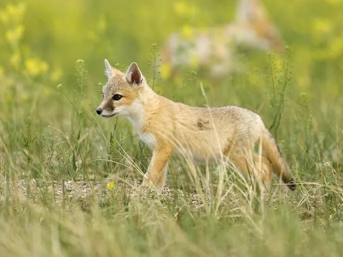 A small swift fox pup stands in a grassy meadow that is blooming with yellow wildflowers.