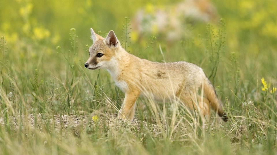A small swift fox pup stands in a grassy meadow that is blooming with yellow wildflowers.