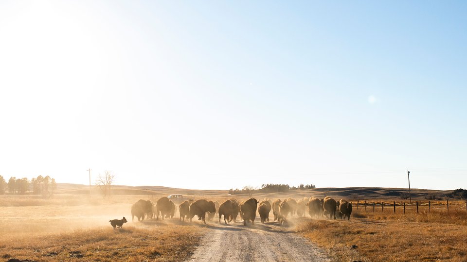 TJ Heinert's dog helps manage a herd of bison on a dusty morning