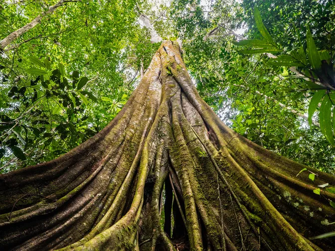 Ground up to canopy view of tree