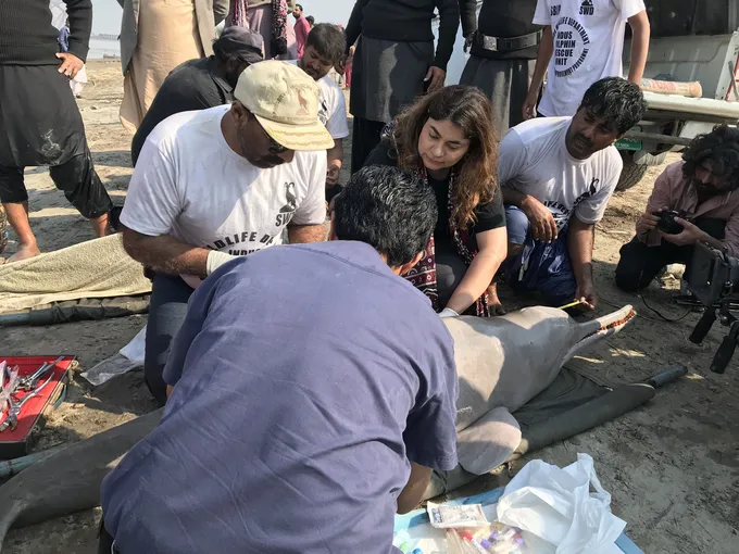 A group of people gathered around a gray river dolphin tagging it