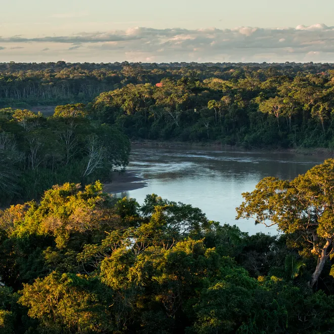 Tambopata National Reserve Peru