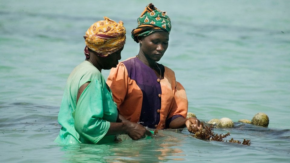 Two women stand in the ocean harvesting seaweed